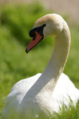 Mute Swan, cygnus olor