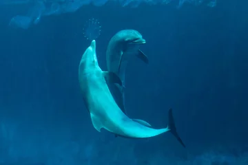 Photo sur Plexiglas Dauphin Grand dauphin commun (Tursiops truncatus).