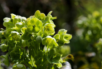 Green Hellebore Helleborus Argutifolius Flower Heads