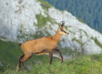 Chamois ( Rupicapra rupicapra)