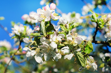 Bunches of white cherry blossoms.