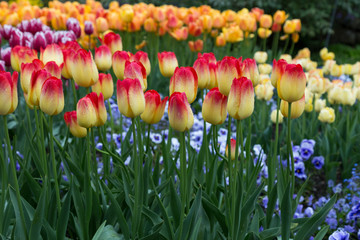 Bunte Tulpen