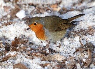 European Robin (Erithacus rubecula) in winter