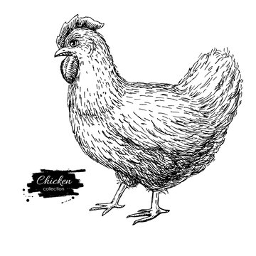 Vector vintage hand drawn chicken. Engraved  illustration. Rural