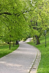 Beautiful green spring park. The journey nature.