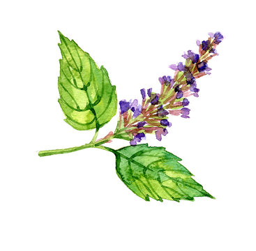 Watercolor summer insulated patchouli