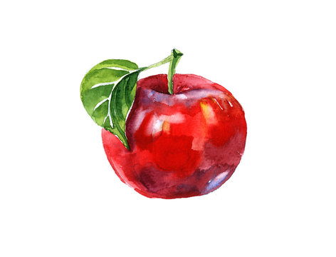 Watercolor summer insulated red apple