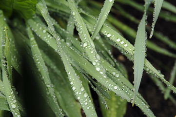 Naklejka premium leaves after rain. rain drops on leaves