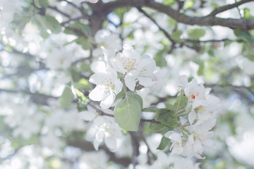 Apple tree in blossom
