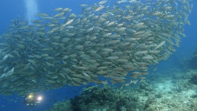 Unterwasser - Riff - Fisch - Schwarm - Tauchen - Curacao - Karibik - 4K