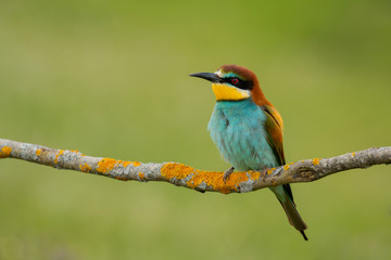 Small bird with a nice plumage