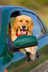 Happy golden retriever dog  with his head out the window of a ve