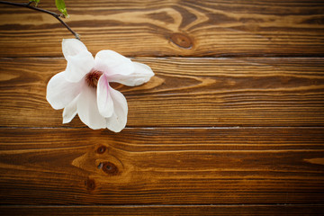 Fototapeta na wymiar beautiful magnolia flower