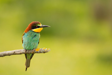 Small bird with a nice plumage