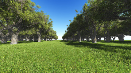 avenue of trees in the park