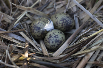Naklejka na ściany i meble gull eggs are in the nest, the nest in the reeds.