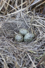 Fototapeta premium gull eggs are in the nest, the nest in the reeds.