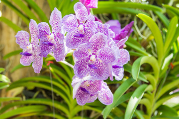 beautiful vanda orchid flower.