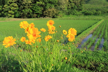 新緑と水田と黄色い花