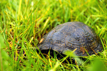 The European pond terrapin / Emys orbicularis