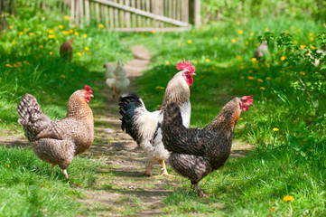 Hens and rooster