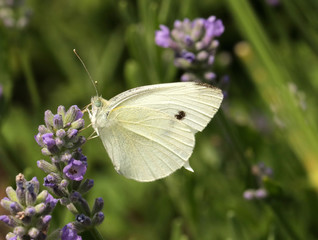 White Cabbage Butterfly sipping nectar from lavender flowers in the herb garden.
