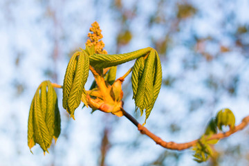ветка каштана с молодыми листиками в весеннем закате
