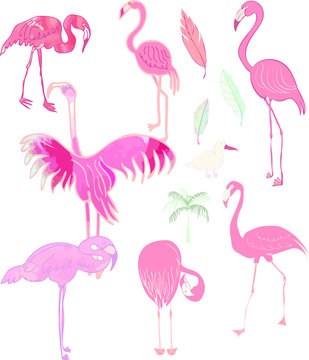 Flamingo,Ibis,Feathers hand drawn motifs