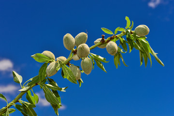 Obraz premium Dalında/Bahçeden Badem