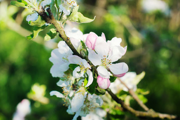 Blooming apple tree in spring time.