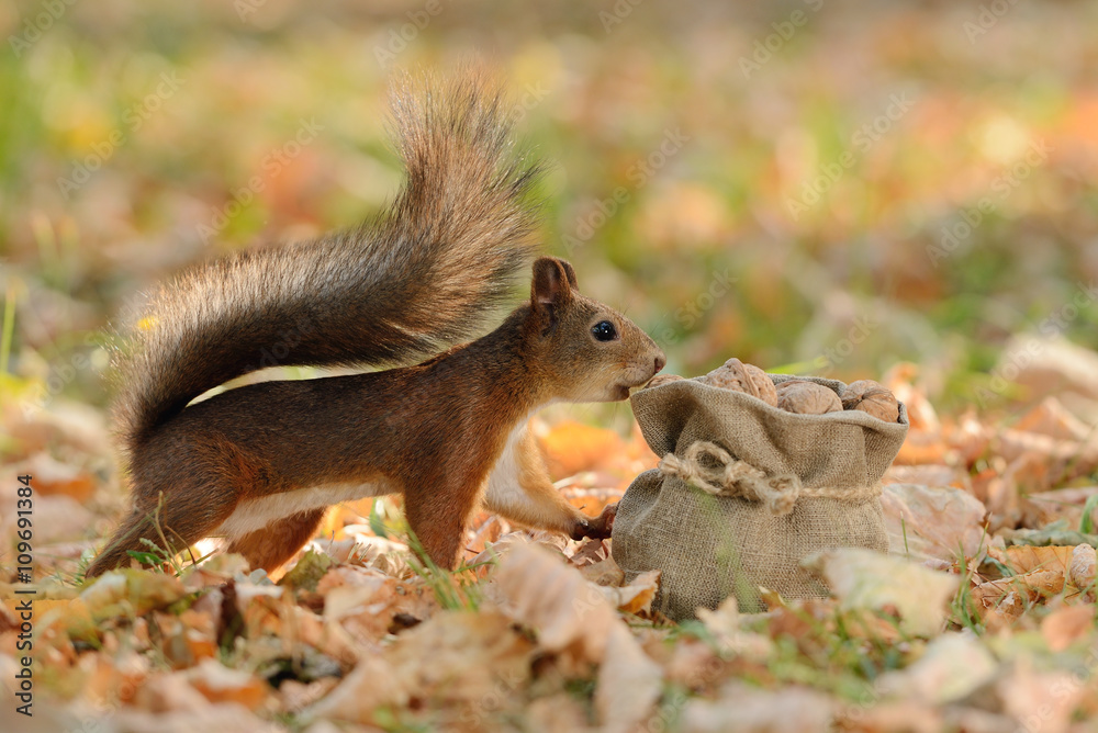 Wall mural squirrel looking into a bag with nuts