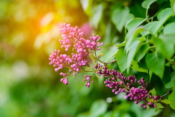 Beautiful blooming lilac flowers
