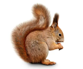 Fotobehang Euraziatische rode eekhoorn voor een witte achtergrond © nelik