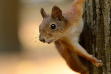 Squirrel sitting on a tree