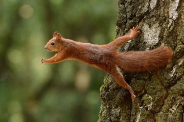 Photo sur Plexiglas Écureuil Écureuil assis sur un arbre