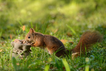 Squirrel sitting near a bag with nuts