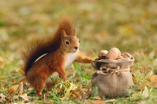 Squirrel holding a bag with nuts