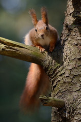 Little red squirrel