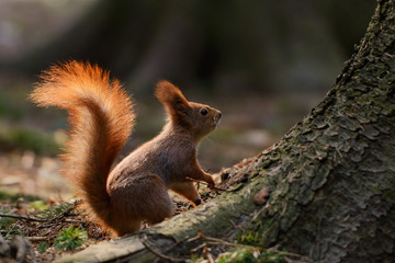 Little red squirrel