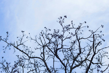 весенние ветви деревьев на фоне неба
