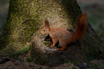 Little red squirrel