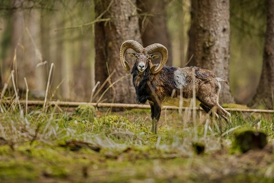 big european mouflon in the forest/big european mouflon in the forest