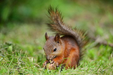 Naklejka na ściany i meble Squirrel sitting on a grass