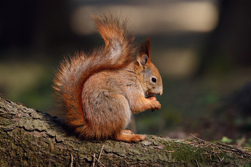 Fototapeta premium Little red squirrel