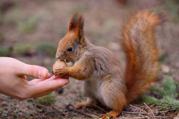 Little red squirrel