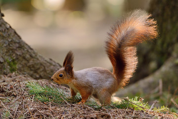 Little red squirrel