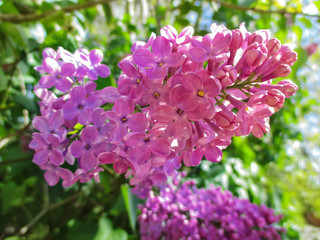 Obraz premium Lilac on a branch, spring flowers