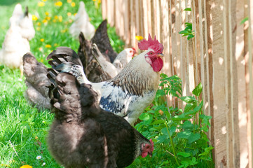Hens and rooster