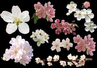 Spring flowers isolated on black background.