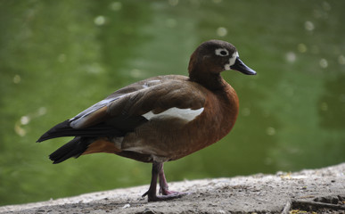 wild duck on a pond